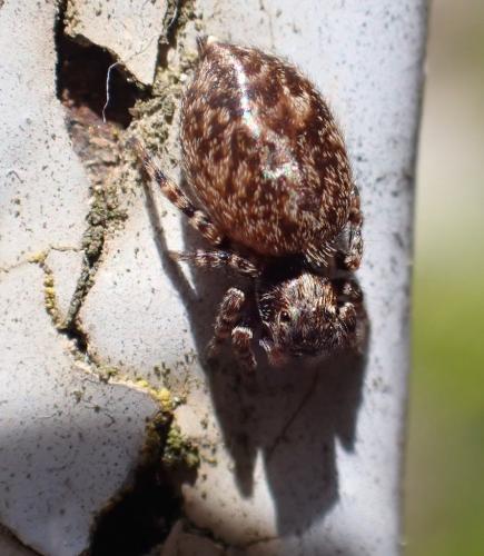 Réf. 336 494 : Pseudeuophrys erratica